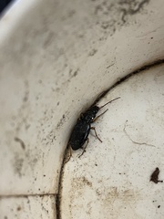 Patrobus longicornis