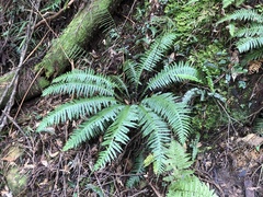 Plagiogyria stenoptera