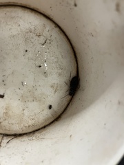 Patrobus longicornis