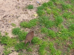 Gallirallus sylvestris