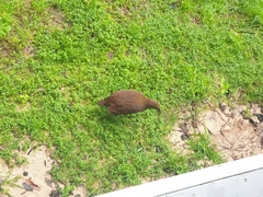 Gallirallus sylvestris