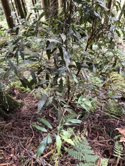 Lithocarpus amygdalifolius