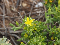Roepera aurantiaca