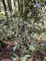 Lithocarpus amygdalifolius