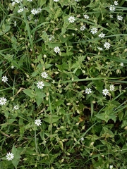 Stellaria aquatica
