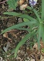 Asclepias angustifolia