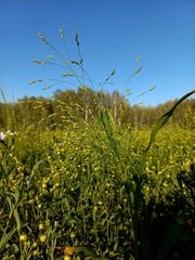 Panicum miliaceum ruderale