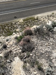 Hamatocactus hamatacanthus