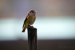 Muscicapa ferruginea