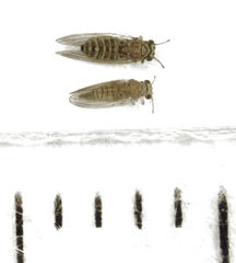 Cryptoneossa triangula