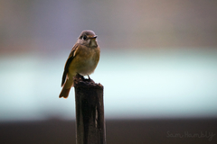 Muscicapa ferruginea