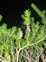 Melaleuca howeana