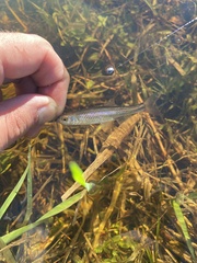 Cyprinella spiloptera