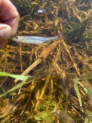 Cyprinella spiloptera