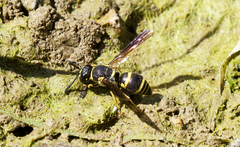 Euodynerus foraminatus