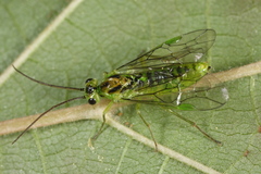 Euura glutinosae
