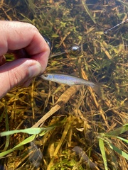 Cyprinella spiloptera