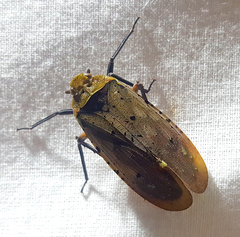 Fulgoridae