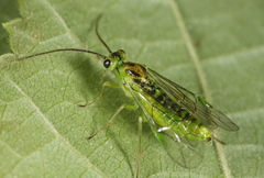 Euura glutinosae