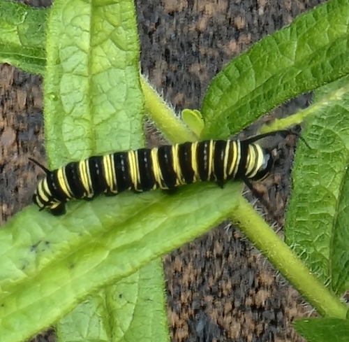 Monarch photographed in New York