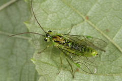 Euura glutinosae