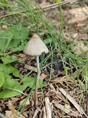Psathyrella longipes