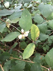 Symphoricarpos