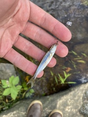 Semotilus corporalis