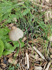 Psathyrella longipes