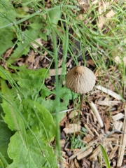 Psathyrella longipes