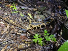 Centruroides bicolor