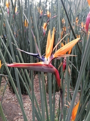 Strelitzia