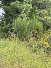 Cytisus scoparius