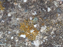 Candelariella
