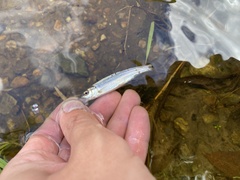 Semotilus corporalis