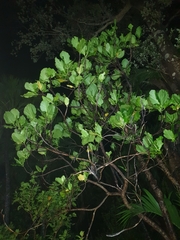 Atractocarpus stipularis