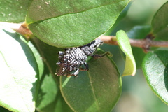 Megalometis spinifer