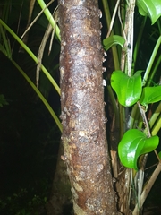 Atractocarpus stipularis