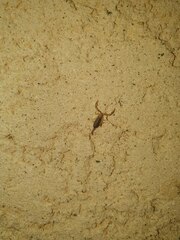 Euscorpius flavicaudis