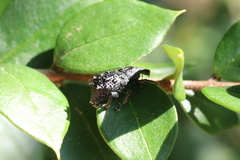 Megalometis spinifer