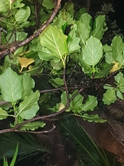 Atractocarpus stipularis