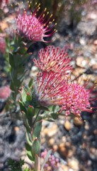 Leucospermum calligerum