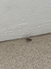 Rhaphigaster nebulosa