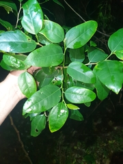 Celtis conferta amblyphylla