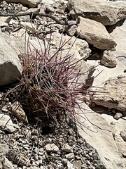 Hamatocactus hamatacanthus