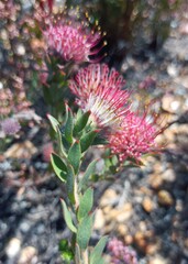 Leucospermum calligerum