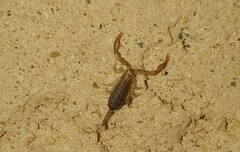 Euscorpius flavicaudis