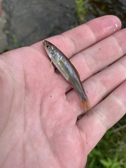 Cyprinella spiloptera