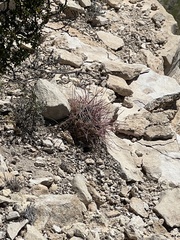 Hamatocactus hamatacanthus