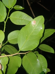 Celtis conferta amblyphylla